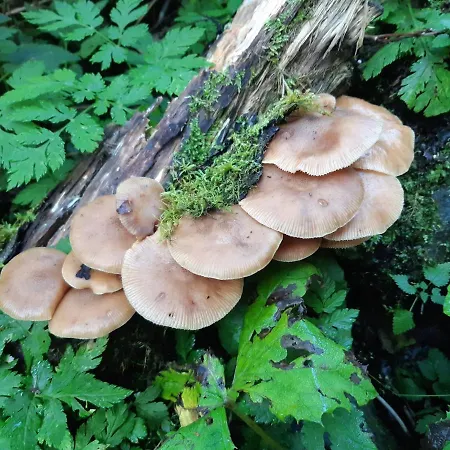 Zu Hause Bed & Breakfast Uttendorf