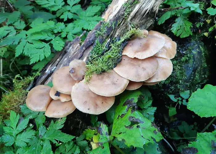 Zu Hause Bed & Breakfast Uttendorf